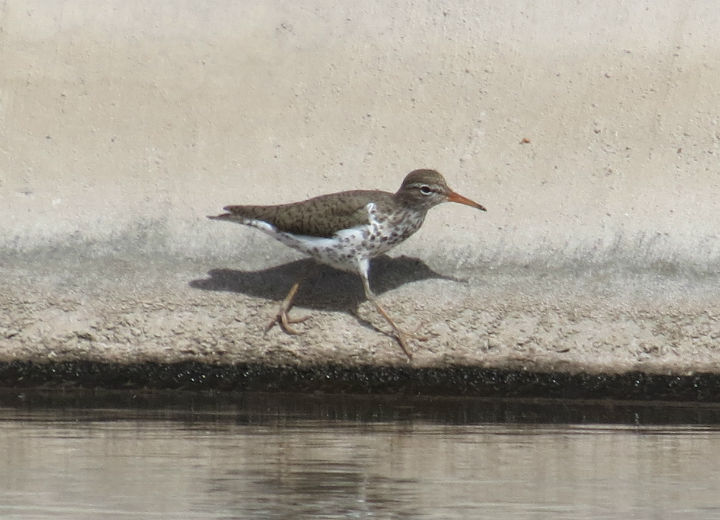 Spotted Sandpiper